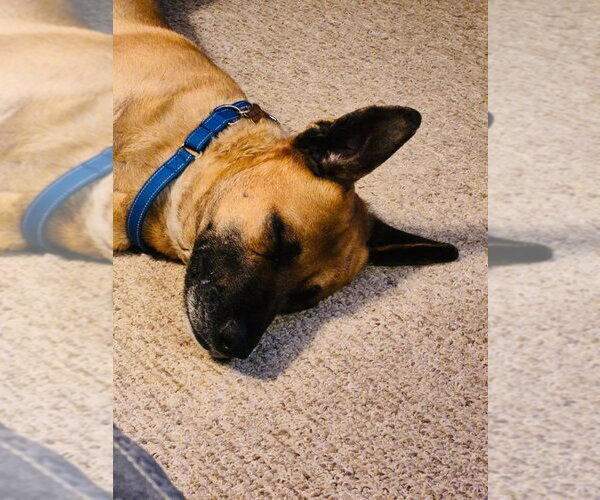 Medium Photo #6 German Shepherd Dog Puppy For Sale in Minneapolis, MN, USA