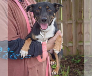 George - Male Australian Kelpie-Unknown Mix Dog for Adoption - Photo #6