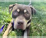 Small #3 Mutt
