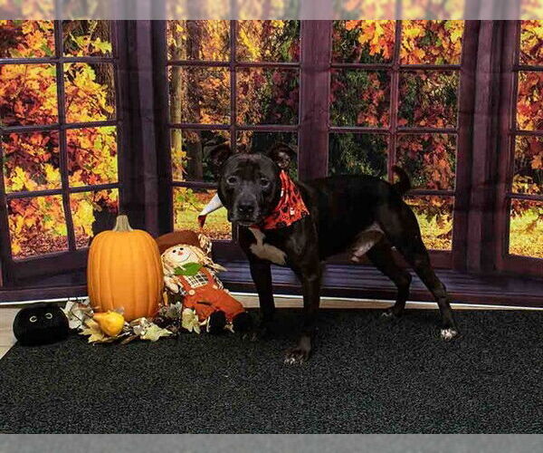 Medium Photo #1 American Staffordshire Terrier Puppy For Sale in Sanford, FL, USA