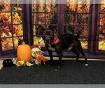 Small American Staffordshire Terrier