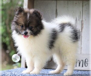 Pomeranian Puppy for sale in FREDERICKSBG, OH, USA