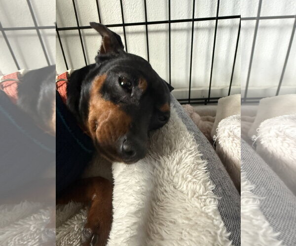 Medium Photo #4 Miniature Pinscher Puppy For Sale in Fort Wayne, IN, USA