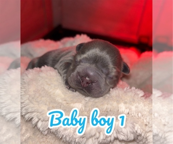 Medium Photo #8 French Bulldog Puppy For Sale in FRANKLIN, IN, USA