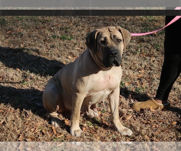 Medium Photo #1 Boerboel Puppy For Sale in NORFOLK, VA, USA