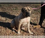 Small Photo #1 Boerboel Puppy For Sale in NORFOLK, VA, USA