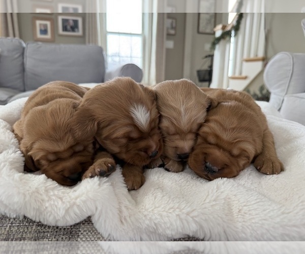 Medium Photo #12 Golden Retriever Puppy For Sale in DE PERE, WI, USA