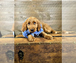 Small Photo #16 Goldendoodle Puppy For Sale in OCALA, FL, USA