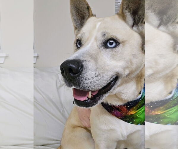 Medium Photo #4 Siberian Husky-Unknown Mix Puppy For Sale in Rockaway, NJ, USA
