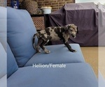 Small Photo #3 Great Dane Puppy For Sale in GRAND PRAIRIE, TX, USA