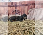 Small #7 Catahoula Leopard Dog