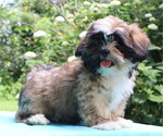 Small Photo #5 Shih Tzu Puppy For Sale in THORP, WI, USA