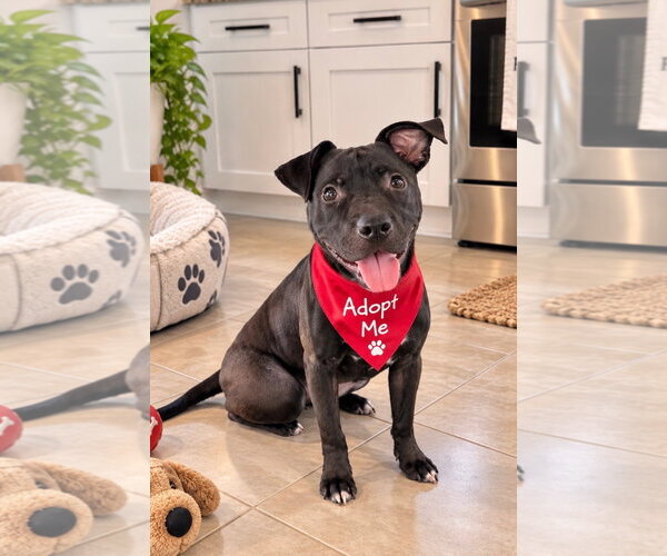 Medium Photo #3 Mutt Puppy For Sale in Euless, TX, USA