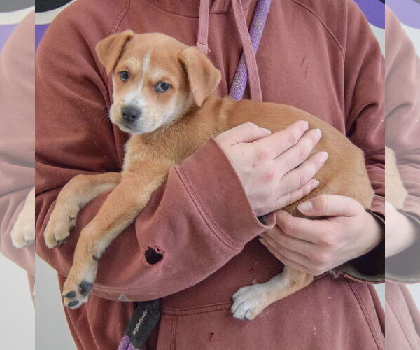 Medium Photo #2 German Shepherd Dog-Unknown Mix Puppy For Sale in Huntley, IL, USA