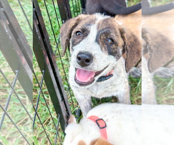 Medium Photo #2 Collie Puppy For Sale in Denton, TX, USA