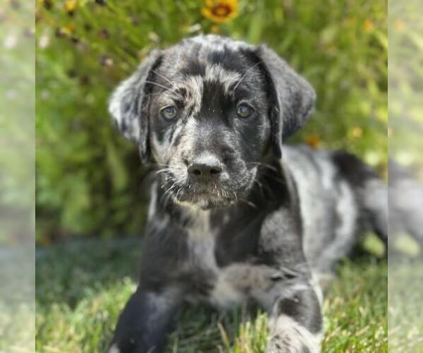Medium Photo #2 Catahoula Leopard Dog-Labrador Retriever Mix Puppy For Sale in San Diego, CA, USA