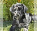 Small #1 Catahoula Leopard Dog-Labrador Retriever Mix