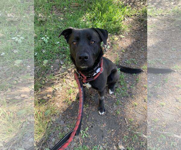 Medium Photo #1 Labrador Retriever-Unknown Mix Puppy For Sale in San Diego, CA, USA