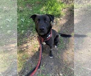Labrador Retriever-Unknown Mix Dogs for adoption in San Diego, CA, USA