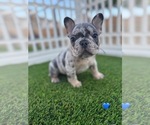 Puppy Puppy 2 French Bulldog