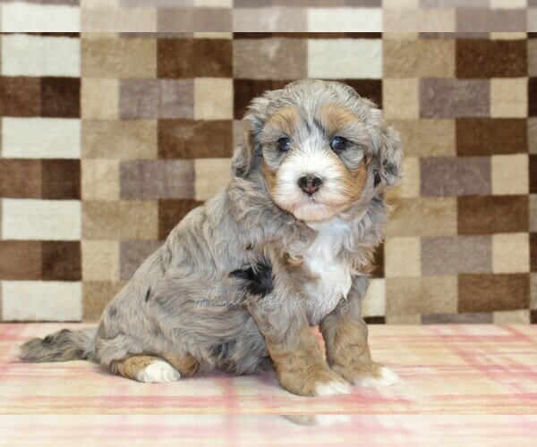 Medium Photo #4 Bernedoodle (Miniature) Puppy For Sale in DENVER, PA, USA