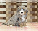Small #3 Bernedoodle (Miniature)