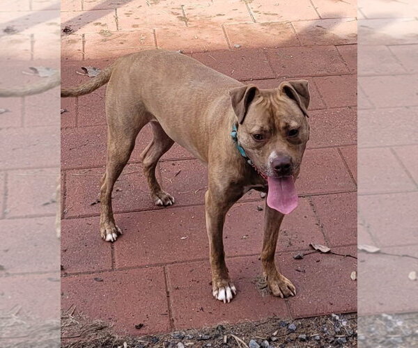 Medium Photo #15 American Staffordshire Terrier-Unknown Mix Puppy For Sale in Spotsylvania, VA, USA