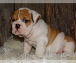 Small Photo #17 English Bulldog Puppy For Sale in VERONA, MO, USA