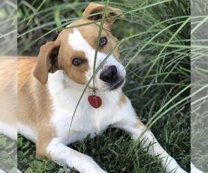 Beagle-Brittany Mix Dogs for adoption in Batavia, OH, USA