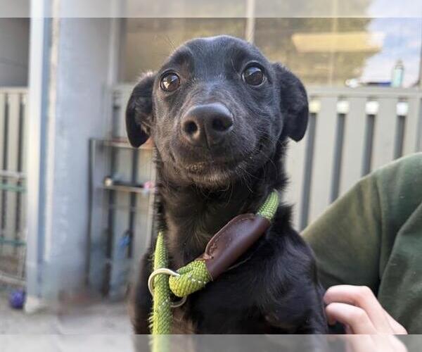 Medium Photo #1 Parson Russell Terrier-Unknown Mix Puppy For Sale in Santa Rosa, CA, USA