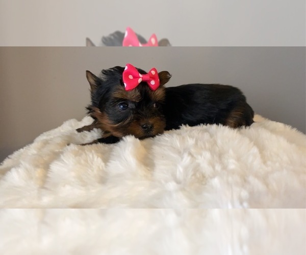 Medium Photo #1 Yorkshire Terrier Puppy For Sale in LOCUST GROVE, GA, USA