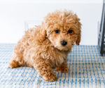 Small Photo #37 Poodle (Toy) Puppy For Sale in WAKARUSA, IN, USA