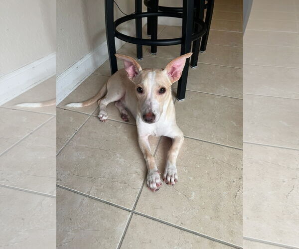 Medium Photo #5 Carolina Dog Puppy For Sale in miami, FL, USA