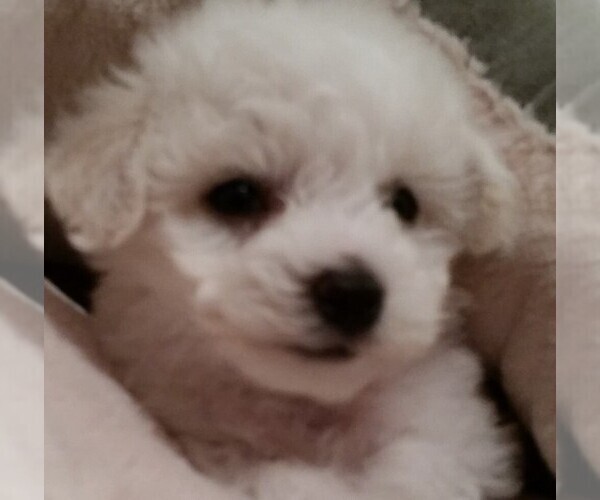 Medium Photo #2 Bichon Frise Puppy For Sale in EUGENE, OR, USA