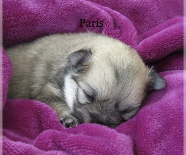 Medium Photo #5 Pomeranian Puppy For Sale in BLUFORD, IL, USA