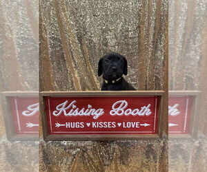 Golden Retriever-Unknown Mix Dogs for adoption in Wenonah, NJ, USA