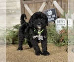 Small Photo #5 Bernedoodle Puppy For Sale in WOLCOTT, IN, USA