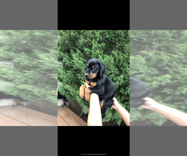 Medium Photo #11 Doberman Pinscher Puppy For Sale in LIVINGSTON, LA, USA
