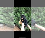 Litter of 9 - Male(s) and Female(s) Doberman PinscherLitter of Puppies for Sale - Photo #11