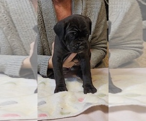 Cane Corso Puppy for sale in CAMBY, IN, USA