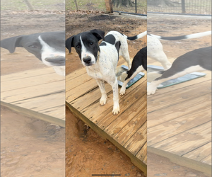 Dalmatian-Unknown Mix Dogs for adoption in NYC, NY, USA