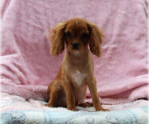 Cavalier King Charles Spaniel Puppy for sale in FREDERICKSBURG, OH, USA