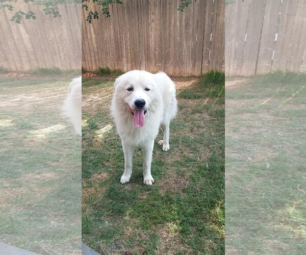 Medium Photo #12 Great Pyrenees-Unknown Mix Puppy For Sale in Houston, TX, USA