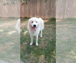 Small #11 Great Pyrenees Mix