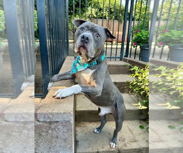 Medium Photo #2 American Pit Bull Terrier-Unknown Mix Puppy For Sale in Redlands, CA, USA