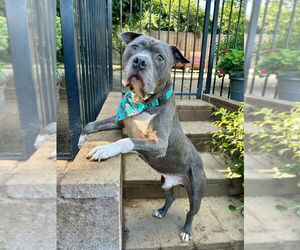Storm - Male American Pit Bull Terrier-Unknown Mix Dog for Adoption - Photo #2