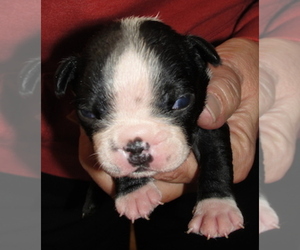Boston Terrier Puppy for Sale in CRKD RVR RNCH, Oregon USA