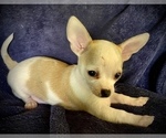 Small Photo #19 Chihuahua Puppy For Sale in LEBANON, NJ, USA