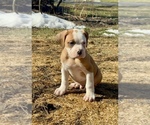 Small Alapaha Blue Blood Bulldog