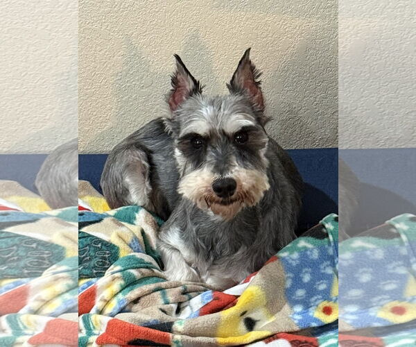 Medium Photo #3 - Mix Puppy For Sale in Sioux Falls, SD, USA